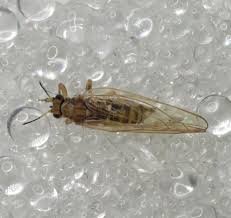 Attēlu rezultāti vaicājumam “Trioza dispar”