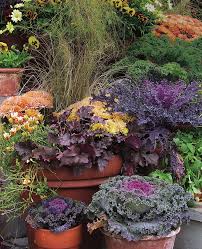 Attēlu rezultāti vaicājumam “Lysimachia nummularia flower”