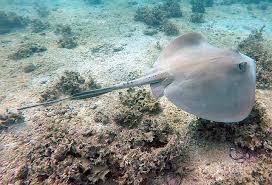 Image result for Hypanus longus