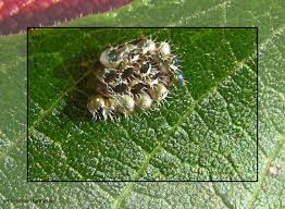 Attēlu rezultāti vaicājumam “Pentatomidae eggs”