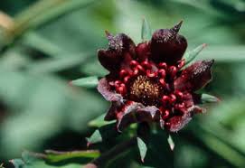 Attēlu rezultāti vaicājumam “Comarum palustre leaf”