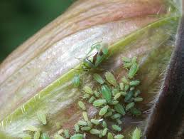 Attēlu rezultāti vaicājumam “Orthops campestris”