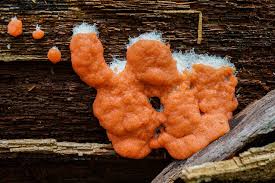 Attēlu rezultāti vaicājumam “Fuligo cinerea macro”