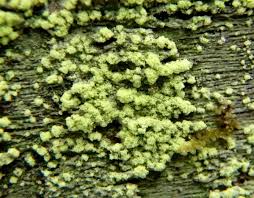 Attēlu rezultāti vaicājumam “Pleurococcus vulgaris”