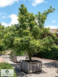 Attēlu rezultāti vaicājumam “Mespilus germanica”