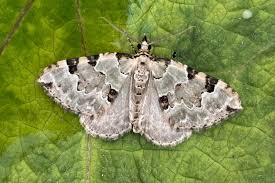 Attēlu rezultāti vaicājumam “Colostygia pectinataria”