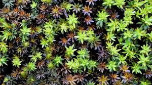 Attēlu rezultāti vaicājumam “Cirriphyllum piliferum”