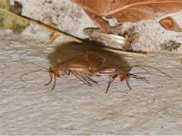 Attēlu rezultāti vaicājumam “Chaetopteryx villosa”