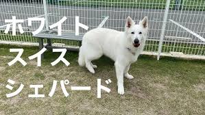 「アレックス・シェパード」の画像検索結果