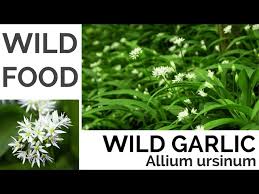 Attēlu rezultāti vaicājumam “Allium ursinum fruit”