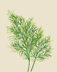 Attēlu rezultāti vaicājumam “Anethum graveolens leaf”