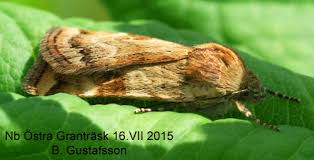 Attēlu rezultāti vaicājumam “Cryptocala chardinyi”