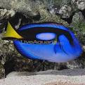 Saltwater Aquarium Fish for Marine Aquariums: Blue Tang