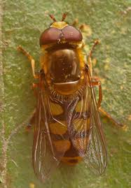 Attēlu rezultāti vaicājumam “Eupeodes nielseni”