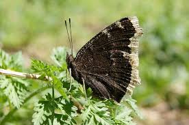 Attēlu rezultāti vaicājumam “Nymphalis antiopa underside”