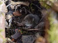 Attēlu rezultāti vaicājumam “Sorex araneus”