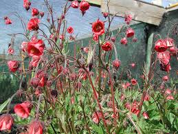 Image result for Geum rivale