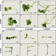 Attēlu rezultāti vaicājumam “Atrichum flavisetum sporophyte”