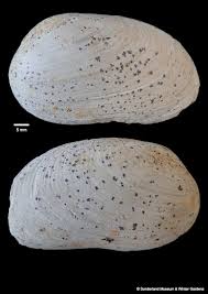 Attēlu rezultāti vaicājumam “Unio crassus”