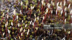 Attēlu rezultāti vaicājumam “Polytrichum commune sporophyte”