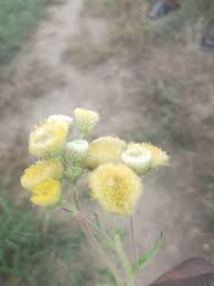 Image result for Helichrysum foetidum