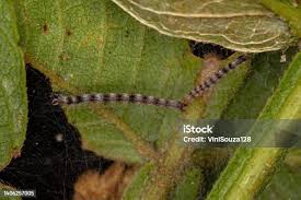 Attēlu rezultāti vaicājumam “Mamestra brassicae larva”