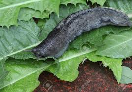 Attēlu rezultāti vaicājumam “Limax cinereoniger”