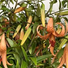 Attēlu rezultāti vaicājumam “Lilium martagon flower”