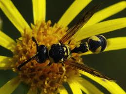 Attēlu rezultāti vaicājumam “Eumenes sp.”