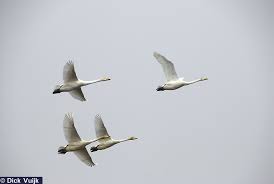 Image result for Cygnus cygnus