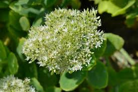 Attēlu rezultāti vaicājumam “Hylotelephium telephium leaf”