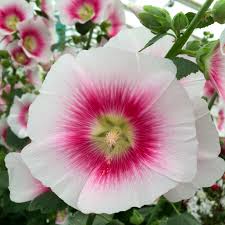 Image result for Alcea rosea `Appleblossom`