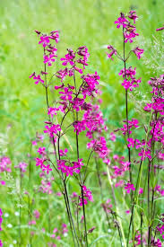 Attēlu rezultāti vaicājumam “Silene viscaria”