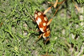 Attēlu rezultāti vaicājumam “Myrrha octodecimguttata”