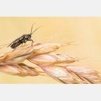 Attēlu rezultāti vaicājumam “Capsodes gothicus imago”