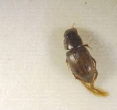 Attēlu rezultāti vaicājumam “Aphodius sp.”