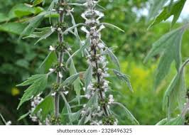Attēlu rezultāti vaicājumam “Leonurus quinquelobatus flower”