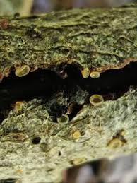 Attēlu rezultāti vaicājumam “Hyalorbilia inflatula”