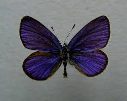 Attēlu rezultāti vaicājumam “Vacciniina optilete”