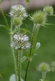 Image result for Dipsacus pilosus