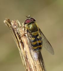 Attēlu rezultāti vaicājumam “Syrphus torvus”