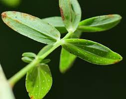 Attēlu rezultāti vaicājumam “Hypericum perforatum leaf”