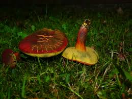 Attēlu rezultāti vaicājumam “Xerocomus rubellus”