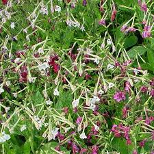 Image result for Nicotiana x sanderae
