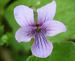 Attēlu rezultāti vaicājumam “Viola epipsila”