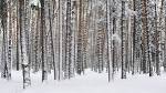 File:Russia. Moscow Region. Winter pine wood, lake Kratovskoe area ...