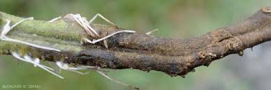 Attēlu rezultāti vaicājumam “Didymium verrucisporum stalked”