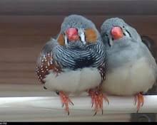 Image result for Dendroica magnolia