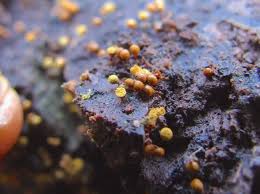 Attēlu rezultāti vaicājumam “Hemitrichia calyculata young”