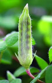 Attēlu rezultāti vaicājumam “Oxalis corniculata fruit”